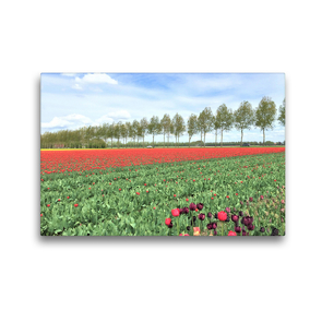 Premium Textil-Leinwand 45 x 30 cm Quer-Format Postkartenmotiv: Die zahlreichen Tulpen verzaubern Espel. | Wandbild, HD-Bild auf Keilrahmen, Fertigbild auf hochwertigem Vlies, Leinwanddruck von Christine Konkel