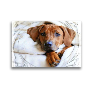 Premium Textil-Leinwand 45 x 30 cm Quer-Format Rhodesian Ridgeback – Augen-Blicke – | Wandbild, HD-Bild auf Keilrahmen, Fertigbild auf hochwertigem Vlies, Leinwanddruck von Dagmar Behrens