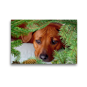 Premium Textil-Leinwand 45 x 30 cm Quer-Format Rhodesian Ridgeback.Hündin, | Wandbild, HD-Bild auf Keilrahmen, Fertigbild auf hochwertigem Vlies, Leinwanddruck von Dagmar Behrens