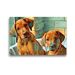 Premium Textil-Leinwand 45 x 30 cm Quer-Format Rhodesian Ridgeback Welpen Rüden Wurfgeschwister | Wandbild, HD-Bild auf Keilrahmen, Fertigbild auf hochwertigem Vlies, Leinwanddruck von Dagmar Behrens