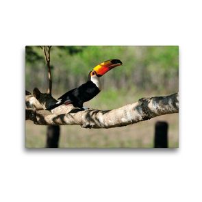 Premium Textil-Leinwand 45 x 30 cm Quer-Format Riesentukan, Ramphastos toco | Wandbild, HD-Bild auf Keilrahmen, Fertigbild auf hochwertigem Vlies, Leinwanddruck von Jürgen Wöhlke