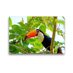 Premium Textil-Leinwand 45 x 30 cm Quer-Format Riesentukan (Ramphastos Toco) | Wandbild, HD-Bild auf Keilrahmen, Fertigbild auf hochwertigem Vlies, Leinwanddruck von © viaje.ch