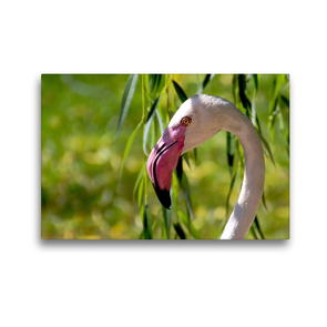 Premium Textil-Leinwand 45 x 30 cm Quer-Format Rosa Flamingo | Wandbild, HD-Bild auf Keilrahmen, Fertigbild auf hochwertigem Vlies, Leinwanddruck von © Mirko Weigt