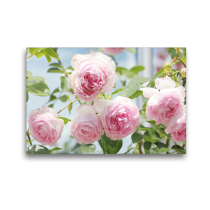 Premium Textil-Leinwand 45 x 30 cm Quer-Format Rose ‚Jasmina‘ | Wandbild, HD-Bild auf Keilrahmen, Fertigbild auf hochwertigem Vlies, Leinwanddruck von Gisela Kruse