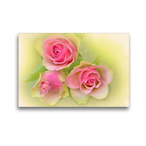 Premium Textil-Leinwand 45 x 30 cm Quer-Format Rosenstrauß Rosa/Gelb/Grün – Natur und Kunst | Wandbild, HD-Bild auf Keilrahmen, Fertigbild auf hochwertigem Vlies, Leinwanddruck von Astrid Ziemer