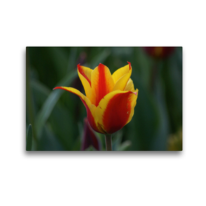 Premium Textil-Leinwand 45 x 30 cm Quer-Format Rot gelbe Tulpenblüte | Wandbild, HD-Bild auf Keilrahmen, Fertigbild auf hochwertigem Vlies, Leinwanddruck von kattobello