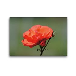 Premium Textil-Leinwand 45 x 30 cm Quer-Format Rote Rosenblüte mit Knospe | Wandbild, HD-Bild auf Keilrahmen, Fertigbild auf hochwertigem Vlies, Leinwanddruck von kattobello