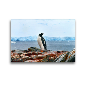 Premium Textil-Leinwand 45 x 30 cm Quer-Format Rotschnabelpinguin, Damoy Point, Tierparadies Südpolarmeer | Wandbild, HD-Bild auf Keilrahmen, Fertigbild auf hochwertigem Vlies, Leinwanddruck von Manfred Bergermann