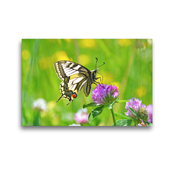 Premium Textil-Leinwand 45 x 30 cm Quer-Format Schmetterlinge in Europa | Wandbild, HD-Bild auf Keilrahmen, Fertigbild auf hochwertigem Vlies, Leinwanddruck von GUGIGEI