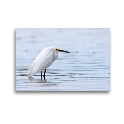 Premium Textil-Leinwand 45 x 30 cm Quer-Format Schmuckreiher – Egretta thula | Wandbild, HD-Bild auf Keilrahmen, Fertigbild auf hochwertigem Vlies, Leinwanddruck von Benny Trapp