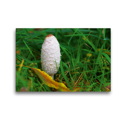 Premium Textil-Leinwand 45 x 30 cm Quer-Format Schopf Tintling bot. Coprinus comatus | Wandbild, HD-Bild auf Keilrahmen, Fertigbild auf hochwertigem Vlies, Leinwanddruck von Avianaarts Design Fotografie by Tanja Riedel