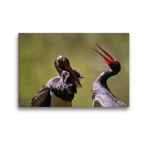 Premium Textil-Leinwand 45 x 30 cm Quer-Format Schwarzstörche | Wandbild, HD-Bild auf Keilrahmen, Fertigbild auf hochwertigem Vlies, Leinwanddruck von Johann Schörkhuber