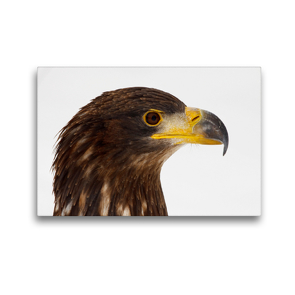 Premium Textil-Leinwand 45 x 30 cm Quer-Format Seeadler – Haliaeetus albicilla | Wandbild, HD-Bild auf Keilrahmen, Fertigbild auf hochwertigem Vlies, Leinwanddruck von Dirk Grasse