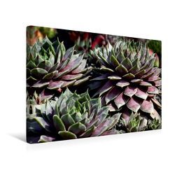 Premium Textil-Leinwand 45 x 30 cm Quer-Format Sempervivum Emma | Wandbild, HD-Bild auf Keilrahmen, Fertigbild auf hochwertigem Vlies, Leinwanddruck von Martina Cross von Cross,  Martina