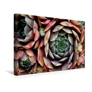 Premium Textil-Leinwand 45 x 30 cm Quer-Format Sempervivum Feldmeier | Wandbild, HD-Bild auf Keilrahmen, Fertigbild auf hochwertigem Vlies, Leinwanddruck von Martina Cross von Cross,  Martina