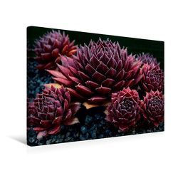 Premium Textil-Leinwand 45 x 30 cm Quer-Format Sempervivum Gabrielle | Wandbild, HD-Bild auf Keilrahmen, Fertigbild auf hochwertigem Vlies, Leinwanddruck von Martina Cross von Cross,  Martina