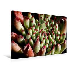 Premium Textil-Leinwand 45 x 30 cm Quer-Format Sempervivum Grigg’s Surprise | Wandbild, HD-Bild auf Keilrahmen, Fertigbild auf hochwertigem Vlies, Leinwanddruck von Martina Cross von Cross,  Martina