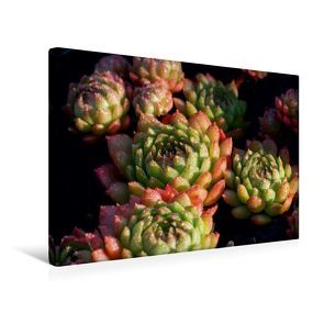 Premium Textil-Leinwand 45 x 30 cm Quer-Format Sempervivum Plastic | Wandbild, HD-Bild auf Keilrahmen, Fertigbild auf hochwertigem Vlies, Leinwanddruck von Martina Cross von Cross,  Martina