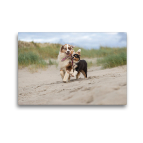 Premium Textil-Leinwand 45 x 30 cm Quer-Format Australian Shepherds am Strand | Wandbild, HD-Bild auf Keilrahmen, Fertigbild auf hochwertigem Vlies, Leinwanddruck von Annett Mirsberger tierpfoto