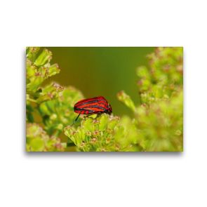 Premium Textil-Leinwand 45 x 30 cm Quer-Format Streifenwanze (Graphosoma lineatum) | Wandbild, HD-Bild auf Keilrahmen, Fertigbild auf hochwertigem Vlies, Leinwanddruck von kattobello