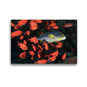 Premium Textil-Leinwand 45 x 30 cm Quer-Format Süsslippe mit Soldatenfischen | Wandbild, HD-Bild auf Keilrahmen, Fertigbild auf hochwertigem Vlies, Leinwanddruck von Martin Hablützel
