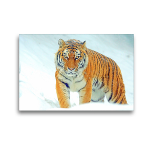 Premium Textil-Leinwand 45 x 30 cm Quer-Format Tiger. Ein Prachtkerl im Winter | Wandbild, HD-Bild auf Keilrahmen, Fertigbild auf hochwertigem Vlies, Leinwanddruck von Rose Hurley