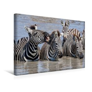 Premium Textil-Leinwand 45 x 30 cm Quer-Format Trinkende Zebragruppe | Wandbild, HD-Bild auf Keilrahmen, Fertigbild auf hochwertigem Vlies, Leinwanddruck von Ingo Gerlach