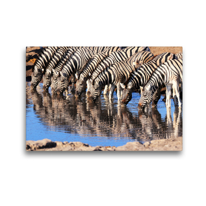 Premium Textil-Leinwand 45 x 30 cm Quer-Format Trinkende Zebras im südlichen Afrika | Wandbild, HD-Bild auf Keilrahmen, Fertigbild auf hochwertigem Vlies, Leinwanddruck von Birgit Scharnhorst