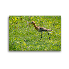 Premium Textil-Leinwand 45 x 30 cm Quer-Format Uferschnepfe (Limosa limosa) im Prachtkleid. | Wandbild, HD-Bild auf Keilrahmen, Fertigbild auf hochwertigem Vlies, Leinwanddruck von Arne Wünsche