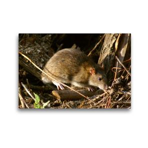 Premium Textil-Leinwand 45 x 30 cm Quer-Format Wanderratte (Rattus norvegicus) | Wandbild, HD-Bild auf Keilrahmen, Fertigbild auf hochwertigem Vlies, Leinwanddruck von kattobello