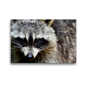 Premium Textil-Leinwand 45 x 30 cm Quer-Format Waschbär – Foto Jean-Louis Glineur | Wandbild, HD-Bild auf Keilrahmen, Fertigbild auf hochwertigem Vlies, Leinwanddruck von Jean-Louis Glineur