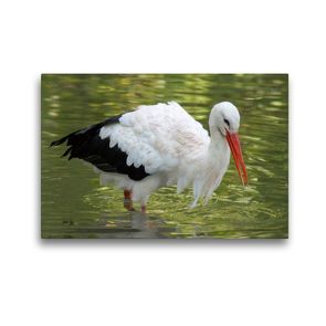 Premium Textil-Leinwand 45 x 30 cm Quer-Format Weißstorch beim Fischen | Wandbild, HD-Bild auf Keilrahmen, Fertigbild auf hochwertigem Vlies, Leinwanddruck von kattobello