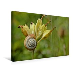 Premium Textil-Leinwand 45 x 30 cm Quer-Format Westliche Heideschnecke (Helicella itala) auf Samenstand der Schlüsselblume | Wandbild, HD-Bild auf Keilrahmen, Fertigbild auf hochwertigem Vlies, Leinwanddruck von Christine Schmutzler-Schaub von Schmutzler-Schaub,  Christine