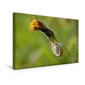 Premium Textil-Leinwand 45 x 30 cm Quer-Format Westliche Heideschnecke (Helicella itala) mit Herbstspinne (Metellina segmentata) | Wandbild, HD-Bild auf Keilrahmen, Fertigbild auf hochwertigem Vlies, Leinwanddruck von Christine Schmutzler-Schaub von Schmutzler-Schaub,  Christine