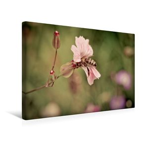 Premium Textil-Leinwand 45 x 30 cm Quer-Format Wilde Biene besucht die wilde Malve | Wandbild, HD-Bild auf Keilrahmen, Fertigbild auf hochwertigem Vlies, Leinwanddruck von Marianne Drews von Drews,  Marianne
