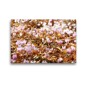 Premium Textil-Leinwand 45 x 30 cm Quer-Format Wilde Zyclamen | Wandbild, HD-Bild auf Keilrahmen, Fertigbild auf hochwertigem Vlies, Leinwanddruck von Gisela Kruse