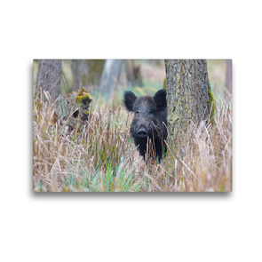 Premium Textil-Leinwand 45 x 30 cm Quer-Format Wildschwein in heimischer Natur | Wandbild, HD-Bild auf Keilrahmen, Fertigbild auf hochwertigem Vlies, Leinwanddruck von Michael Breuer