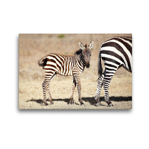 Premium Textil-Leinwand 45 x 30 cm Quer-Format Zebrababy | Wandbild, HD-Bild auf Keilrahmen, Fertigbild auf hochwertigem Vlies, Leinwanddruck von Michael und Yvonne Herzog