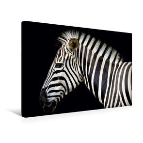 Premium Textil-Leinwand 45 x 30 cm Quer-Format Zebraporträt | Wandbild, HD-Bild auf Keilrahmen, Fertigbild auf hochwertigem Vlies, Leinwanddruck von Heike Hultsch von Hultsch,  Heike