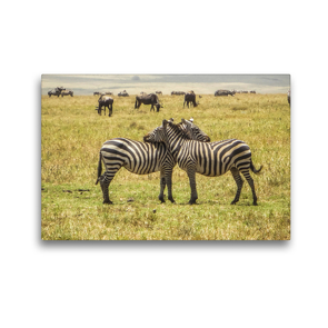 Premium Textil-Leinwand 45 x 30 cm Quer-Format Zebras in Kenia | Wandbild, HD-Bild auf Keilrahmen, Fertigbild auf hochwertigem Vlies, Leinwanddruck von Michael Zech Fotografie