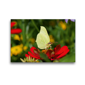 Premium Textil-Leinwand 45 x 30 cm Quer-Format Zitronenfalter (Gonepteryx rhamni) auf roter Blume | Wandbild, HD-Bild auf Keilrahmen, Fertigbild auf hochwertigem Vlies, Leinwanddruck von kattobello