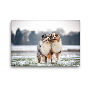 Premium Textil-Leinwand 45 x 30 cm Quer-Format Australian Shepherds haben Spaß beim spielen zu zweit | Wandbild, HD-Bild auf Keilrahmen, Fertigbild auf hochwertigem Vlies, Leinwanddruck von Annett Mirsberger