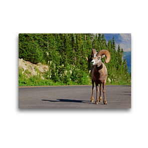 Premium Textil-Leinwand 450 x 300 cm Quer-Format Dickhornschaf am Icefields Parkway in Alberta (Kanada) | Wandbild, HD-Bild auf Keilrahmen, Fertigbild auf hochwertigem Vlies, Leinwanddruck von Jana Thiem-Eberitsch