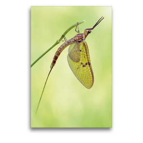 Premium Textil-Leinwand 50 x 75 cm Hoch-Format Aus dem Leben einer Eintagsfliege | Wandbild, HD-Bild auf Keilrahmen, Fertigbild auf hochwertigem Vlies, Leinwanddruck von Rolf Schnepp