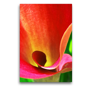 Premium Textil-Leinwand 50 x 75 cm Hoch-Format Calla / Blütenzauber | Wandbild, HD-Bild auf Keilrahmen, Fertigbild auf hochwertigem Vlies, Leinwanddruck von photografie-iam.ch