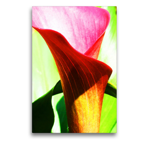 Premium Textil-Leinwand 50 x 75 cm Hoch-Format Calla | Wandbild, HD-Bild auf Keilrahmen, Fertigbild auf hochwertigem Vlies, Leinwanddruck von photografie-iam.ch