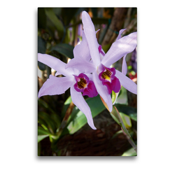 Premium Textil-Leinwand 50 x 75 cm Hoch-Format Cattleya percivaliana | Wandbild, HD-Bild auf Keilrahmen, Fertigbild auf hochwertigem Vlies, Leinwanddruck von Veronika Rix