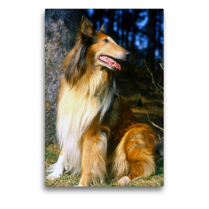 Premium Textil-Leinwand 50 x 75 cm Hoch-Format Colli, Schottischer Schäferhund | Wandbild, HD-Bild auf Keilrahmen, Fertigbild auf hochwertigem Vlies, Leinwanddruck von Lothar Reupert