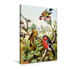 Premium Textil-Leinwand 50 x 75 cm Hoch-Format Drei Finken | Wandbild, HD-Bild auf Keilrahmen, Fertigbild auf hochwertigem Vlies, Leinwanddruck von Tunabooks/olf von Tunabooks/olf,  k.A.