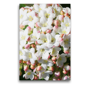 Premium Textil-Leinwand 50 x 75 cm Hoch-Format Duftschneeball, Viburnum carlesii | Wandbild, HD-Bild auf Keilrahmen, Fertigbild auf hochwertigem Vlies, Leinwanddruck von Gisela Kruse